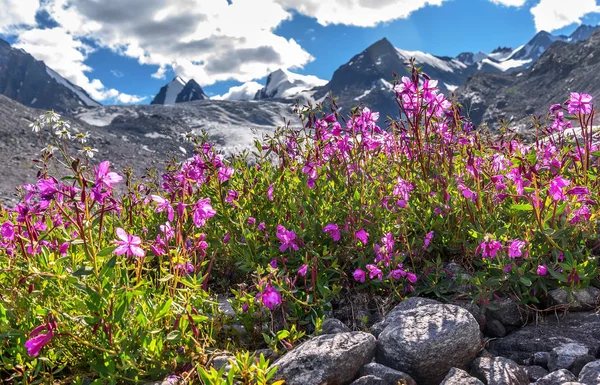 Willow te kamomill bergen glaciären blommor — Stockfoto