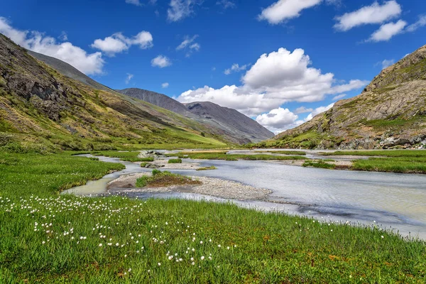 Mountains cotton grass river flowers summer — Stock Photo, Image