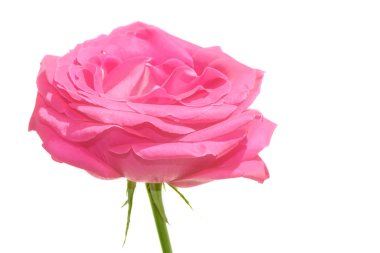 izole pembe Gül beyaz arka plan