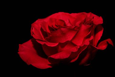 kırmızı gül siyah arka plan 