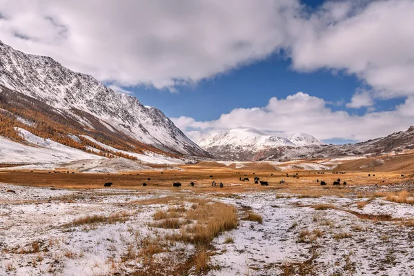 Berge Schnee Yak Pferd Herde weiden Herbst — Stockfoto