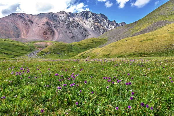 Wild flowers mountains meadow alpine hills — Stock Photo, Image