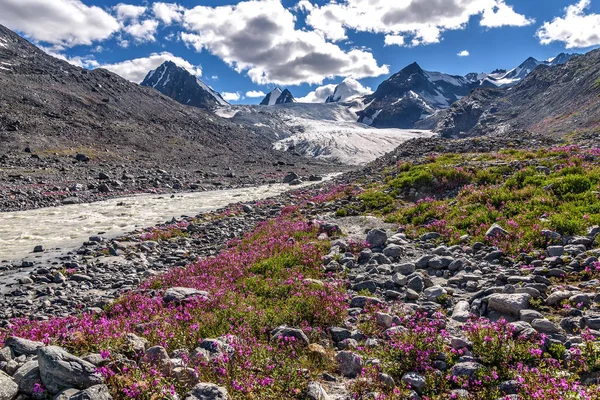 Glaciär berg willow te blommor — Stockfoto