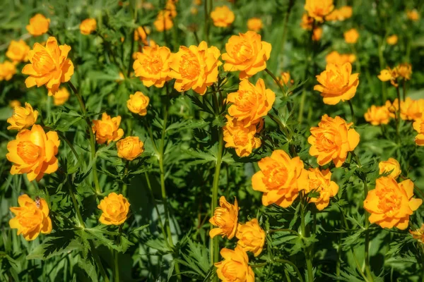 Flores de laranja prado Trollius asiaticus — Fotografia de Stock