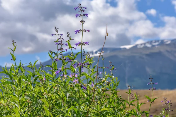 Bergen blommor salvia moln — Stockfoto
