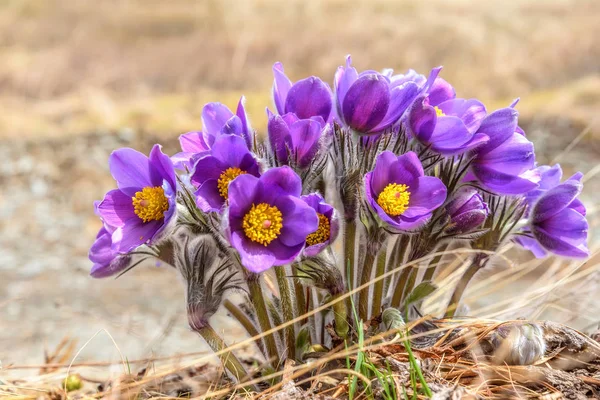 スノー ドロップの花草春 — ストック写真