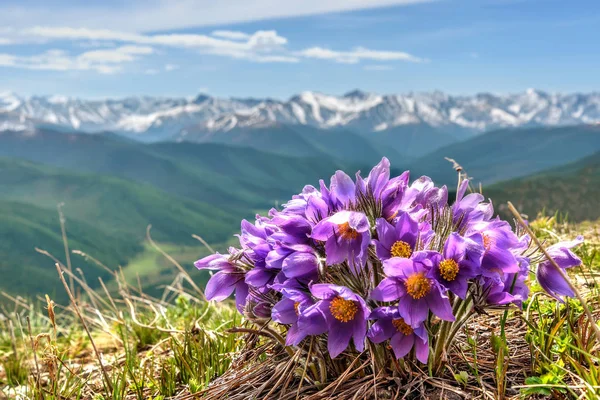 Snödroppar blommor mountain snow — Stockfoto