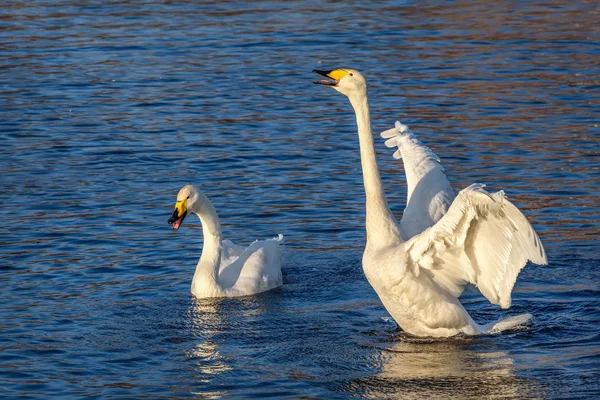 Swans lake sing couple birds — Stock Photo, Image