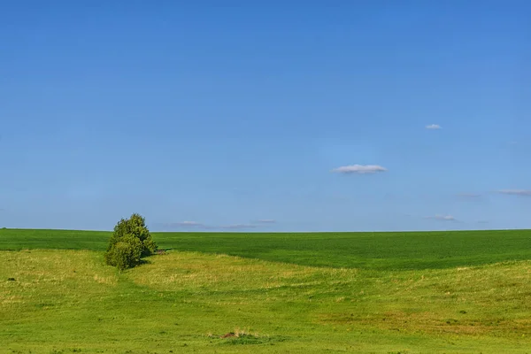Brzoza trawa łąka pole niebo — Zdjęcie stockowe