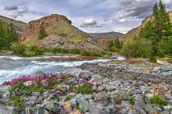 Magentafärgade blommor floden stenar fjällen sommar — Stockfoto