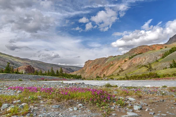 Magentafärgade blommor floden stenar fjällen sommar — Stockfoto