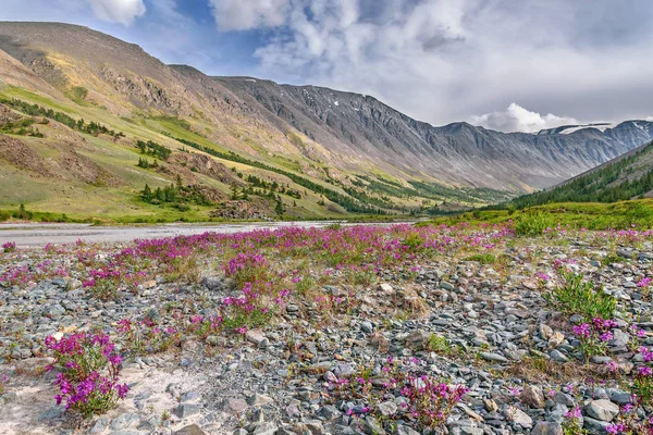 Magentafärgade blommor floden stenar fjällen sommar Stockbild