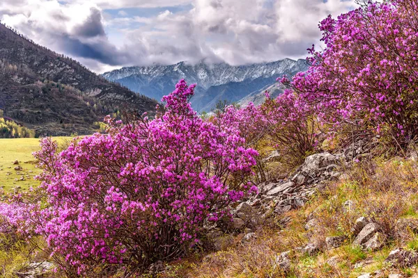 ormangülü dağlar sakura Sibirya bahar