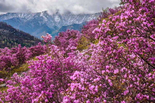 Rhododendron bergen våren sakura siberian Royaltyfria Stockbilder