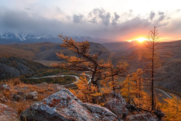 Hory strom modřín západ slunce podzim — Stock fotografie