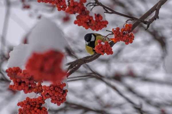 ティローワン雪の枝冬 — ストック写真