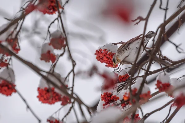 Fieldfare Rowan Kışın kar dalları — Stok fotoğraf