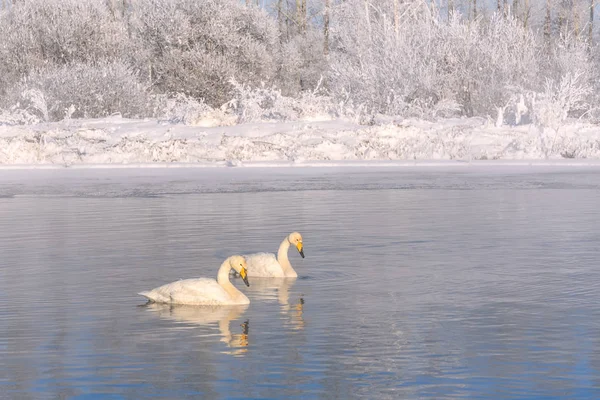 Swans lake snow frost winter couple — Stock Photo, Image