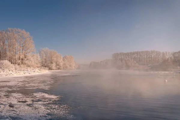 Schwäne Eis Schnee Nebel Winterfrost — Stockfoto