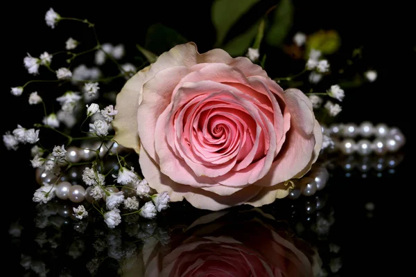Rosa rosa perla vidrio reflexión negro fondo —  Fotos de Stock