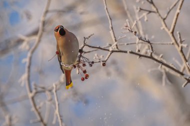 Balmumu elma dalları, kışın kar toprağı.