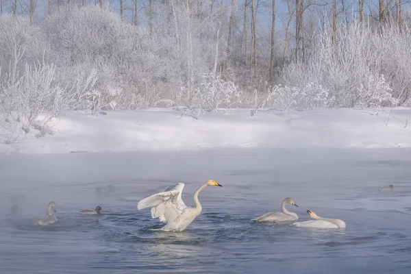 Swans lake ice snow winter frost — Stock Photo, Image