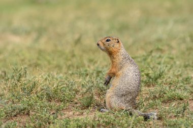 Sincap çimi bozkırında kemirgen duruyor.