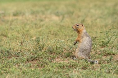 Sincap çimi bozkırında kemirgen duruyor.