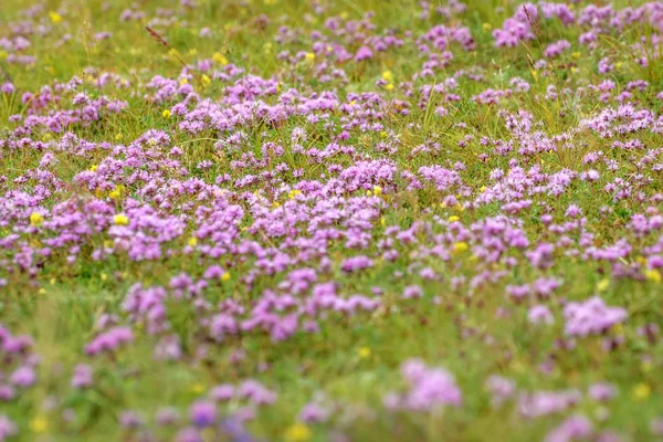 Thyme wild pink flowers meadow — 스톡 사진