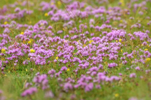 Thyme wild pink flowers meadow — 스톡 사진