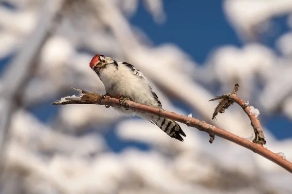 Woodpecker motley branch snow winter — Stock Photo, Image