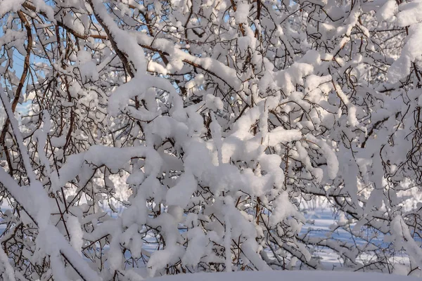 눈 나뭇가지 겨울 눈이 흘러내리는 곳 — 스톡 사진