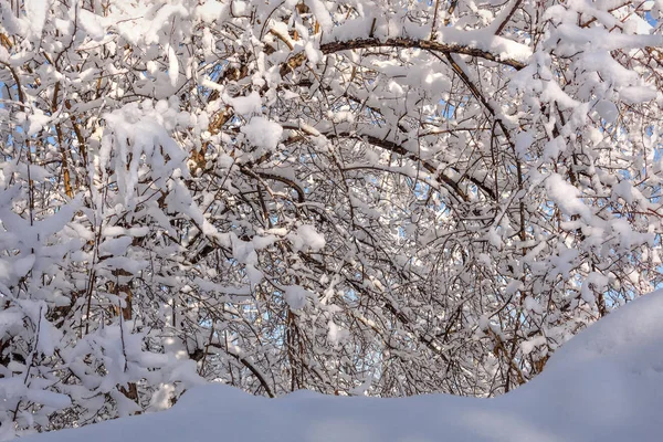 Nieve ramas árboles invierno nieve deriva — Foto de Stock