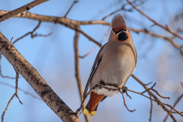 Beautiful Bright Bird Waxwing Closeup Sits Branch Blue Sky Winter — Stock Photo, Image