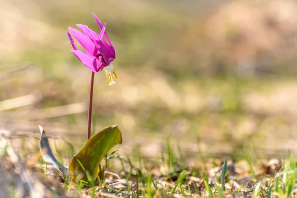 Eerste Lente Magenta Wilde Bloem Erythronium Sibiricum Wei Close — Stockfoto