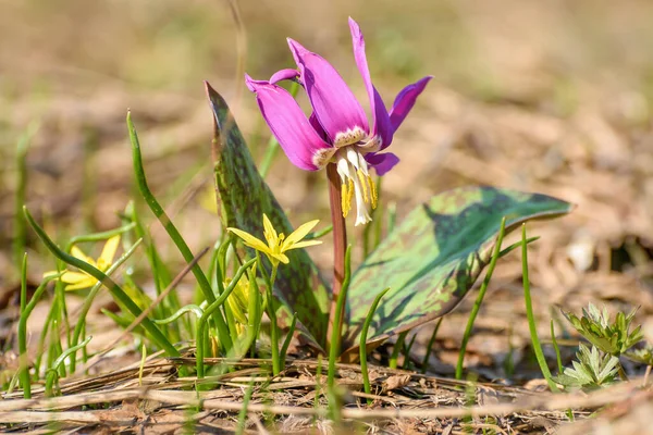 Eerste Lente Magenta Wilde Bloem Erythronium Sibiricum Wei Close — Stockfoto