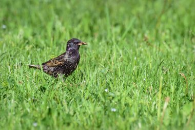Şirin kuş sığırcığı (Sturnus vulgaris), baharda gagasında bir böcekle yeşil çayırdaki çimlere yakın çekim yapar.
