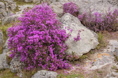 Ledebour (Rhododendron ledebourii) rhododendronunun şaşırtıcı parlak çalısı, dağın yamacındaki kayalarda bahar moru çiçekleri...