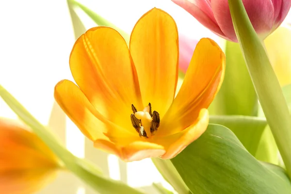 Amazing Orange Tulip Close White Background — Stock Photo, Image