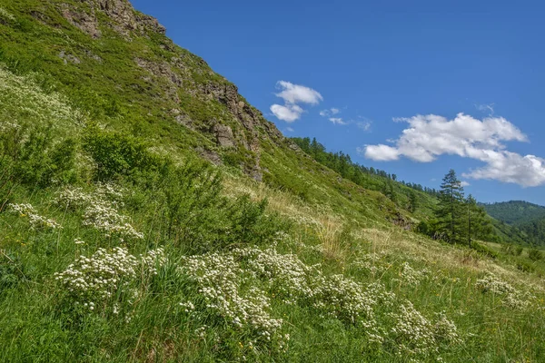 Красивые Кусты Спирей Белыми Цветами Spiraea Зеленом Лугу Склоне Горы — стоковое фото