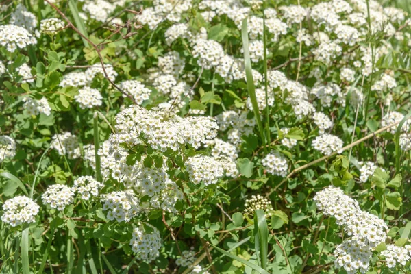Krásné Květinové Pozadí Bílými Květy Keři Divoké Spirei Spiraea Louce — Stock fotografie