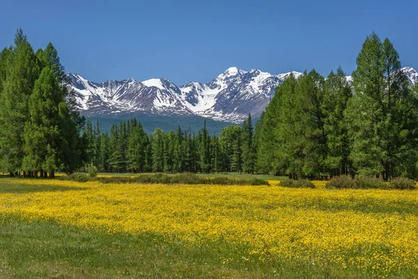 Úžasná Letní Krajina Jasně Žlutými Květy Máslového Másla Ranunculus Zelené — Stock fotografie