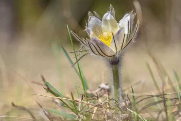 太陽の光の下で乾燥した草を背景に美しい白い黄色い春の野花の雪滴 パルサの羽 がクローズアップされます — ストック写真