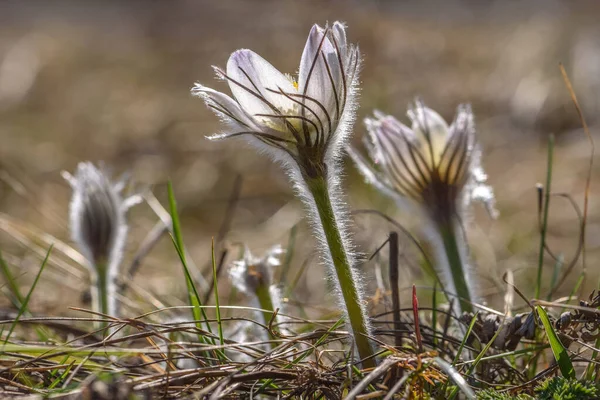 太陽の光の下で乾燥した草を背景に美しい白い黄色い春の野花の雪滴 パルサの羽 がクローズアップされます — ストック写真