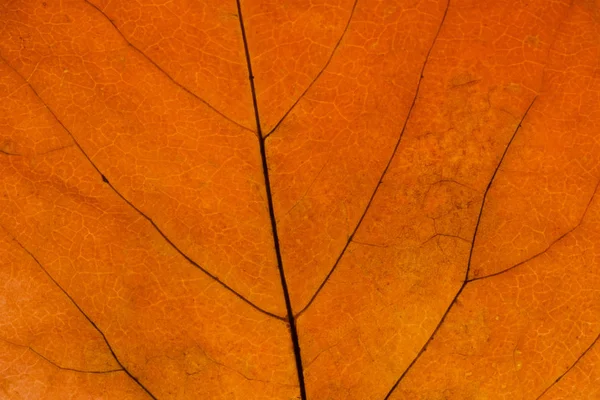 Hintergrund Mit Detaillierten Gelben Herbstblättern — Stockfoto