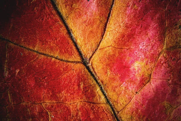 Makro Herbst Rotes Blatt Hintergrund — Stockfoto