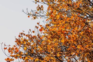Ağaçta sarı ve turuncu yaprakların seçici odak tekniğiyle sonbahar arkaplanı
