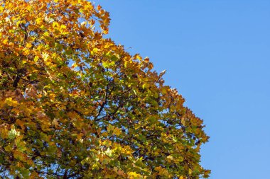 Dal üzerinde kuru sarı sonbahar yaprakları olan sonbahar kartı ve mavi gökyüzündeki metin için boşluk kopyalanmış sonbahar arkaplanı