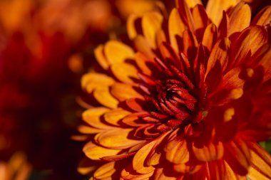 turuncu çözünmüş çiçek arkaplanı metin için kopyalama alanı, turuncu çiçeğe yakın plan