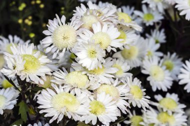 Odaklanmış beyaz çiçek buketi, seçici görüntü tekniğiyle bulanık çiçek arkaplanı.